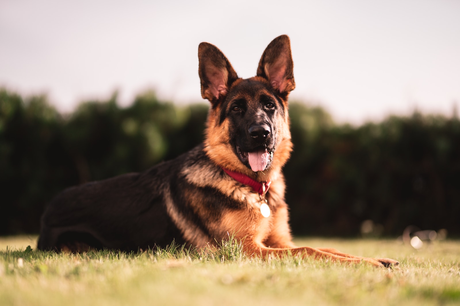 black and tan german shepherd puppy on green grass field during daytime